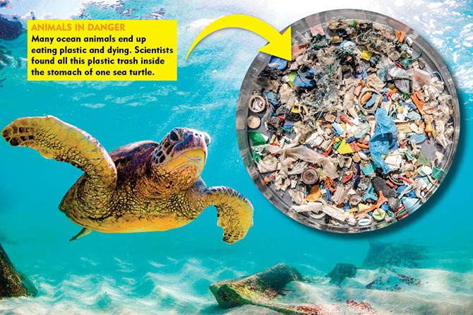 First a straw, now a fork. Turtles are choking on our plastic trash., Pollution