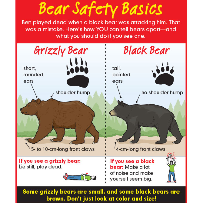 How to Not Get Attacked by a Bear