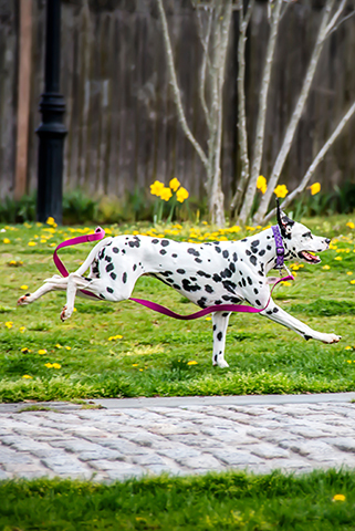 a dog running  