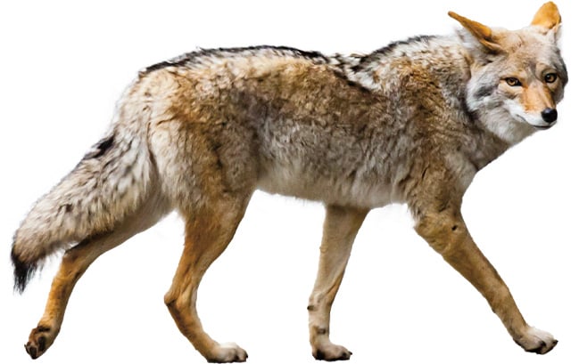 How Did the Coyote Cross the Road?