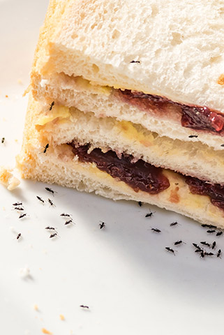 Ants swarming a peanut butter and jelly sandwich
