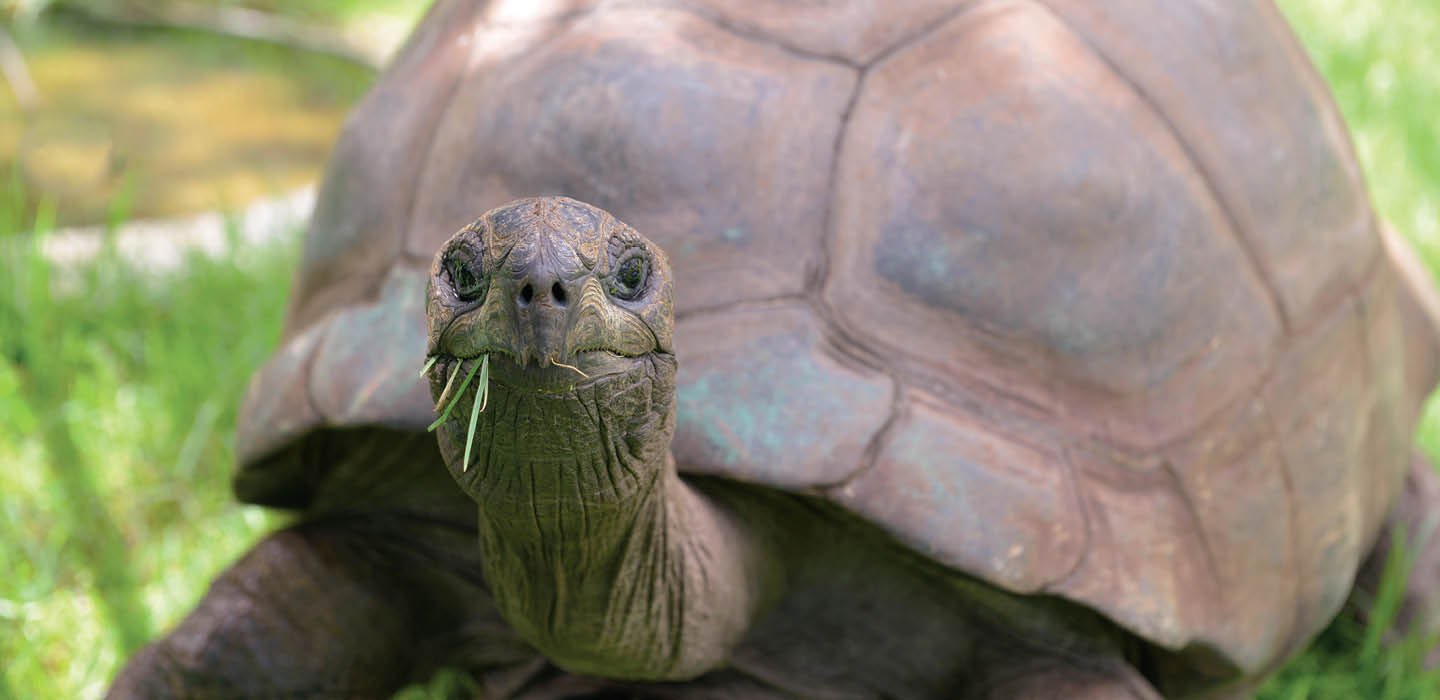 Photo of a tortoise with grass in its mouth