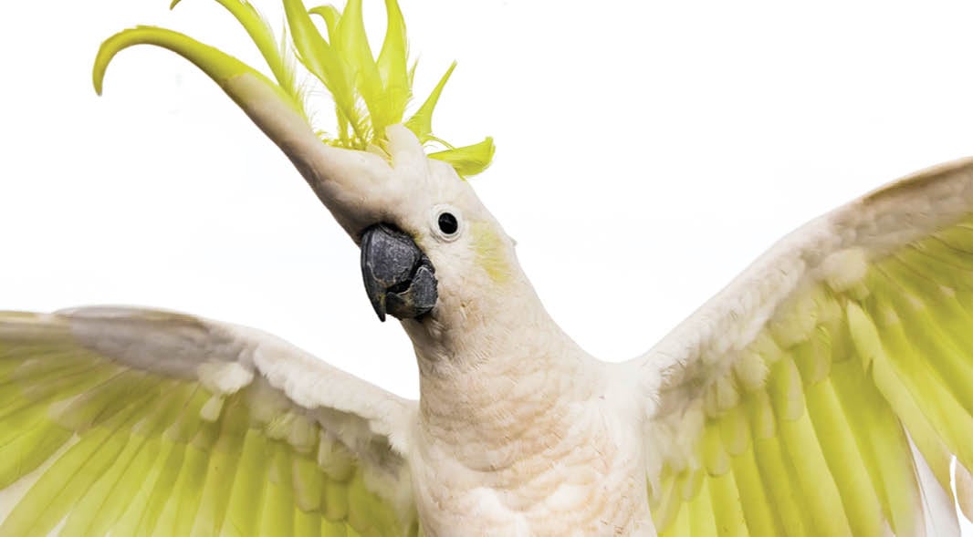 Photo of a white cockatoo with green feathering