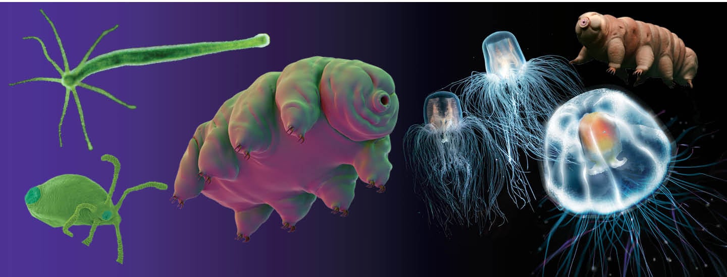 Image of a variety of creatures of all shapes, colors, and sizes