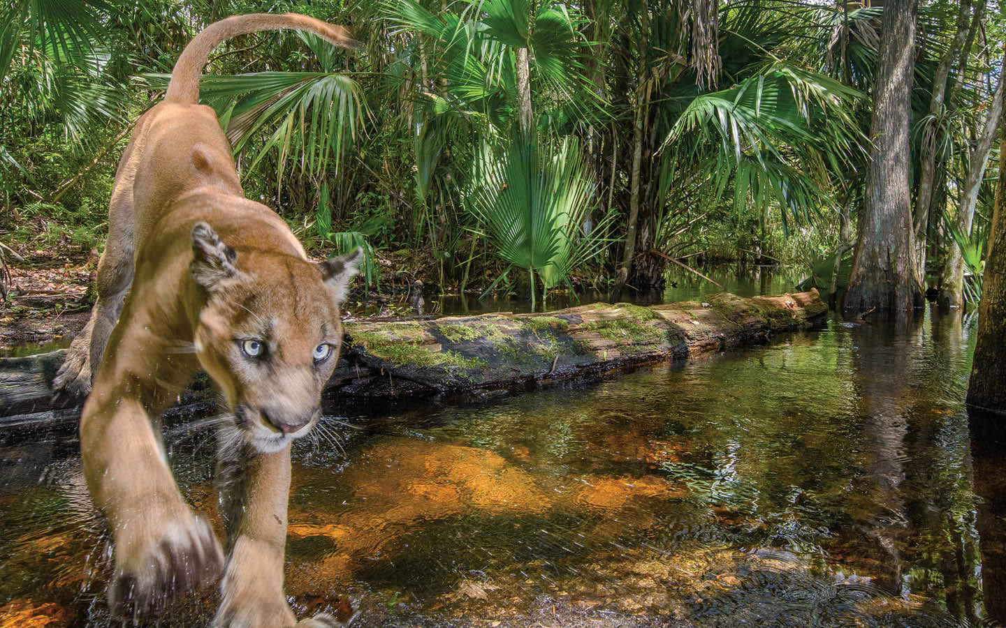 Image of panther walking through the woods
