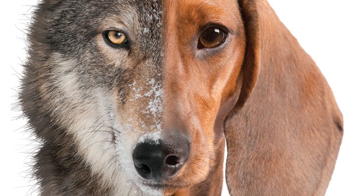How the Wolf Became the Dog/How America Went DOG Crazy